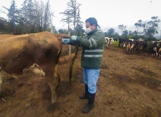 Cuencas lecheras de Cajamarca registran más de mil hatos libres de Brucelosis y Tuberculosis Bovina