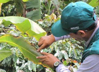 Escuelas de Campo mejoraron la producción de plátano en Huánuco
