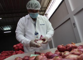 Productores de Tacna exportaron más de 2 mil toneladas de cebolla durante emergencia sanitaria