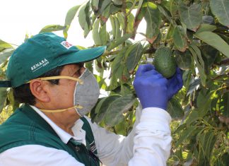 Certificación de lugares de producción facilitan la exportación de productos agrícolas peruanos