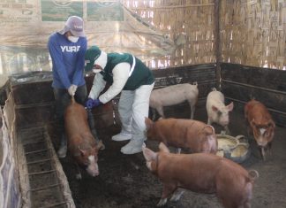 Moquegua: Acciones sanitarias durante la emergencia aseguran la sanidad de ganado porcino