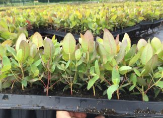 Productores peruanos importarán eucalipto para mejorar la calidad genética y resistencia a plagas