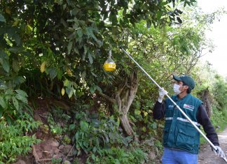 Proyecto de mosca de la fruta resguarda producción hortofrutícola de valles interandinos en Cusco
