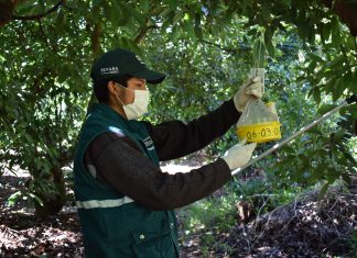 Mantienen acciones de vigilancia fitosanitaria de mosca de la fruta en Apurímac