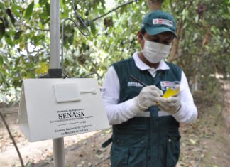 Lambayeque: MINAGRI apunta a consolidar alianzas con gobiernos locales para erradicar mosca de la fruta