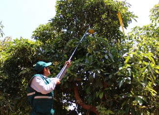 Acciones sanitarias permitieron el desarrollo de la hortofruticultura en la región Arequipa