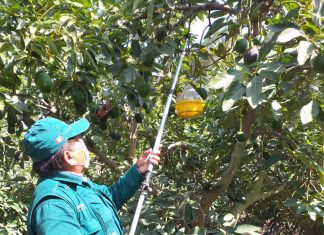 La Libertad: Vigilancia fitosanitaria de Moscas de la fruta se mantiene en beneficio de más de 15 mil productores