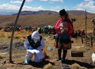 MINAGRI realizó acciones sanitarias para proteger la sanidad de alpacas en Huancavelica