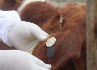 MINAGRI fortalecerá trazabilidad en el faenamiento de animales de abasto