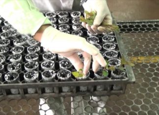 COMUNICADO : Sobre importación de esquejes enraizados de eucalipto