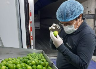 Productores piuranos exportaron más de 6 mil toneladas de limón durante primer semestre del año