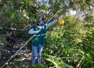 Cajamarca: SENASA y agricultura familiar comprometidos por una producción sin moscas de la fruta
