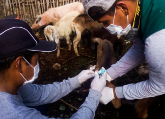 MINAGRI resguarda sanidad de ganado caprino en la región Ancash