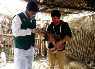 Ancash: MINAGRI resguarda crianza de cerdos mediante campañas de vacunación contra la Peste Porcina Clásica