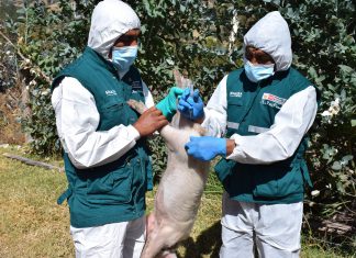 MINAGRI sigue desplegando estrategias sanitarias para proteger porcicultura en Cusco