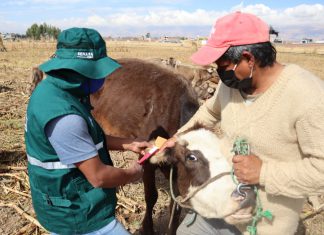 MINAGRI identificará ganado del Perú con uso de aretado