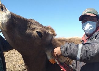 MINAGRI identificará 157 000 cabezas de ganado en Puno
