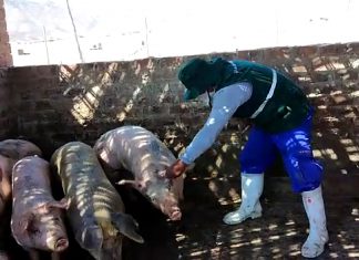 Campañas de vacunación contra la Peste Porcina resguardan crianza de cerdos en la región Ica