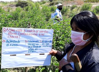 Escuelas de campo atienden la agricultura familiar de Piura para mejorar la producción de sus cultivos