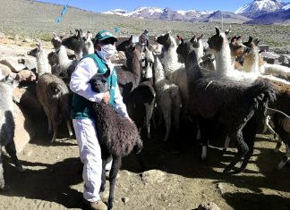 Atención del MINAGRI resguarda la sanidad de camélidos frente a temporada de heladas en Tacna