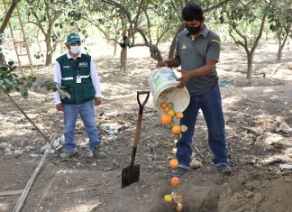 Lambayeque: Realización de labores mecánico culturales para control de mosca de la fruta