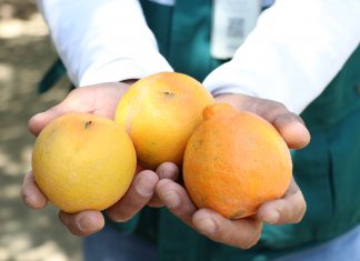 Junín: MINAGRI despliega estrategias sanitarias para controlar mosca de la fruta