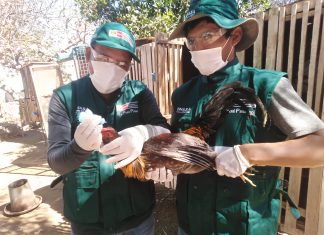 Acciones sanitarias del MINAGRI protegen avicultura en Arequipa