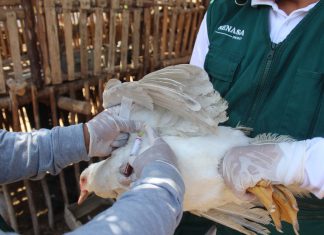 MINAGRI realizará monitoreo serológico de aves en la región Arequipa
