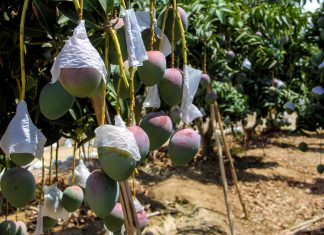 La Libertad:Productores integran comités de sanidad agraria para la erradicación de moscas de la fruta