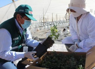 MINAGRI evalúa condiciones fitosanitarias en el arribo de 195 mil plantones de arándano a Moquegua