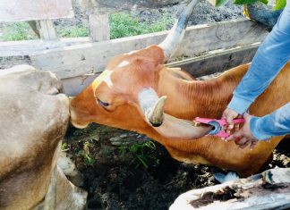 MINAGRI implementa sistema de identificación de animales en Ucayali