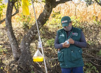 MINAGRI desarrolla acciones de vigilancia fitosanitaria de mosca de la fruta en Amazonas