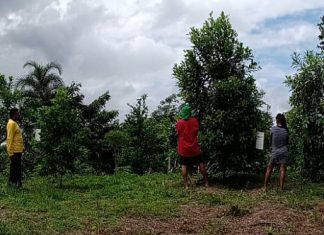 Loreto: Agricultores se capacitan para mejorar producción de plátano de San Pedro de Pintuyacu