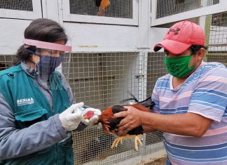 La Libertad: MINAGRI reinicia campaña de vacunación de aves para prevenir enfermedad de Newcastle