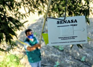 Apurímac: SENASA y productores se unen para erradicar la mosca de la fruta