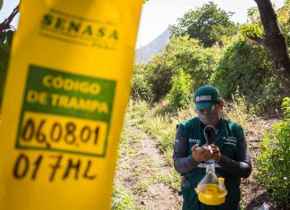 Sistema de vigilancia de moscas de la fruta monitorea más de 1600 hectáreas en Amazonas
