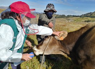 Cajamarca: MINAGRI atendió notificación de ganaderos para resguardar la sanidad de bovinos en Ahijadero