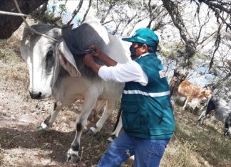 Piura: MINAGRI despliega jornadas de atención y prevención de Rabia de los herbívoros en resguardo de la ganadería familiar de Ayabaca