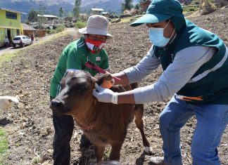Cusco: Identificación de ganado bovino beneficiará al sector ganadero de la región