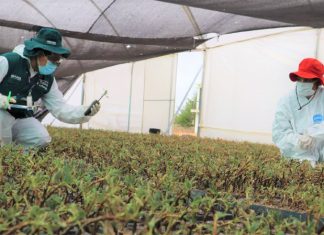 Viveros comunales implementan uso de controladores biológicos en Junín