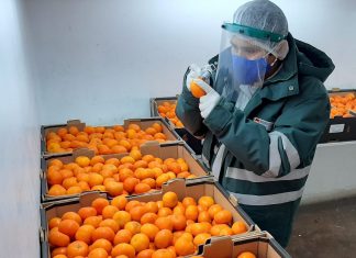 Ica: Productos agrícolas siguen posicionándose en mercados internacionales
