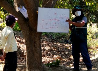 Escuelas de campo fortalecen las capacidades de productores de haba y papa en Ayacucho