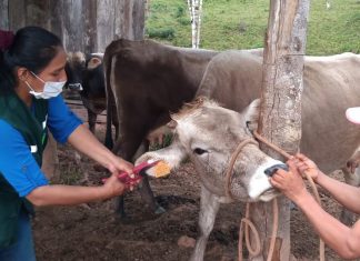 Inician la identificación de 33 mil cabezas de ganado en Pasco