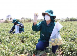 Lambayeque: MINAGRI realiza monitoreo de alimentos agropecuarios para garantizar inocuidad de productos