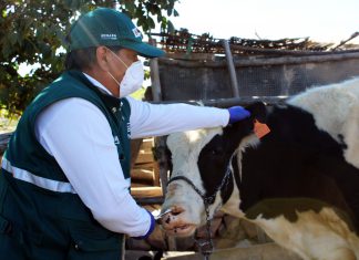MINAGRI identificará más de 15 mil animales en Moquegua