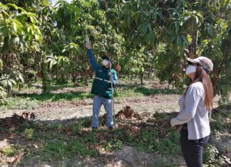 MINAGRI capacita a productores de Frías y Chulucanas para iniciar acciones de control de moscas de la fruta