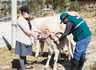 Cajamarca: Estrategias sanitarias para proteger la ganadería familiar en Ahijadero