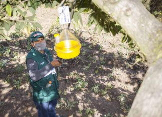 MINAGRI articula esfuerzos interinstitucionales para erradicar la mosca de la fruta en Cajamarca