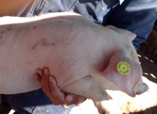 Sistema de trazabilidad implementado por el MINAGRI beneficiará a ganaderos de Tacna