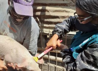 MINAGRI inicia identificación de más de 90 mil animales en Piura